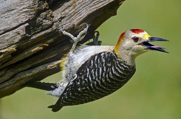 TX, McAllen Gold-fronted woodpecker on log